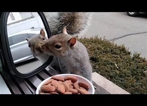 How to Download Squirrels Reflector Crack Free 2025