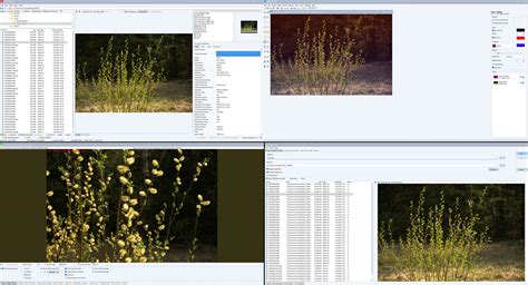 WildBit Viewer Crack Download for Windows [2025]